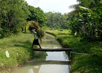 Platteland rondom Yogyakarta (Java) - Indonesië - foto: Daniel de Gruiter